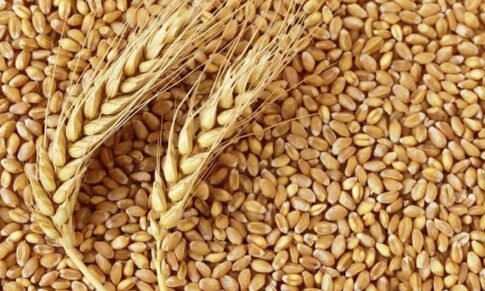 Turkey rejects Indian wheat consignment on phytosanitary concerns