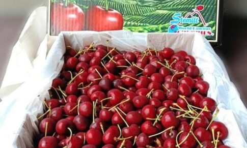 IG International gets first batch of US cherries after elimination of fumigation process