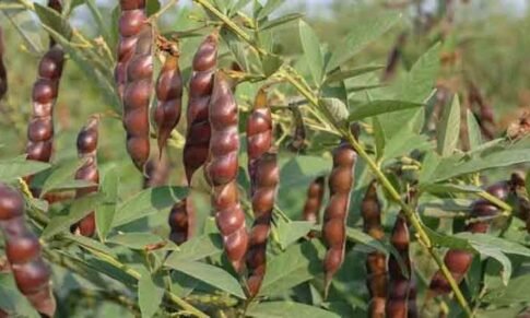 ICRISAT says tur dal seed coat has six times more calcium than milk