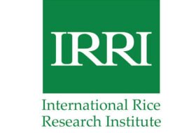 Junior Researcher –  International Rice Research Institute