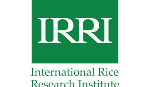 Research Assistant – International Rice Research Institute (IRRI)