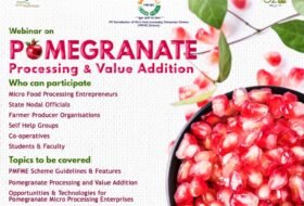 Free – National Webinar  on Pomegranate Processing & Value Addition