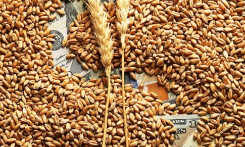 Food Corporation of India through e-auction is offloading wheat and rice in the market