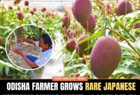 Odisha Farmer Grows Rare Japanese Miyazaki Mango Worth ₹3 Lakh Per Kg, Faces Security Concerns
