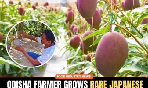 Odisha Farmer Grows Rare Japanese Miyazaki Mango Worth ₹3 Lakh Per Kg, Faces Security Concerns