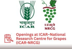 Young Professional-I – ICAR–National Research Centre for Grapes (ICAR-NRCG)