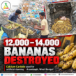 West Bengal Food Safety Department Destroys 12,000–14,000 Bananas Over Illegal Calcium Carbide Use